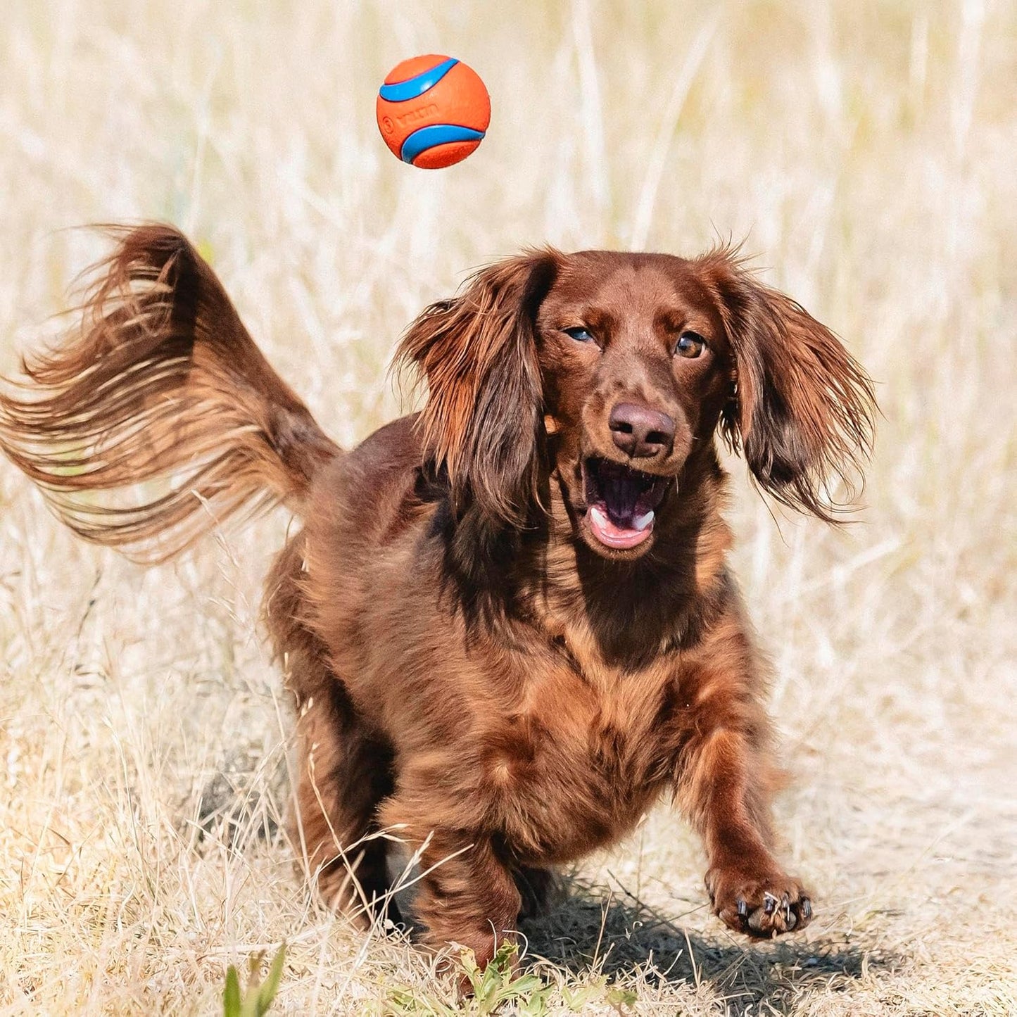 Chuckit! Classic 26M Dog Ball Launcher, 26" Length, Includes Medium Ball (2.5") For Dogs 20-60 Pounds, Made in USA